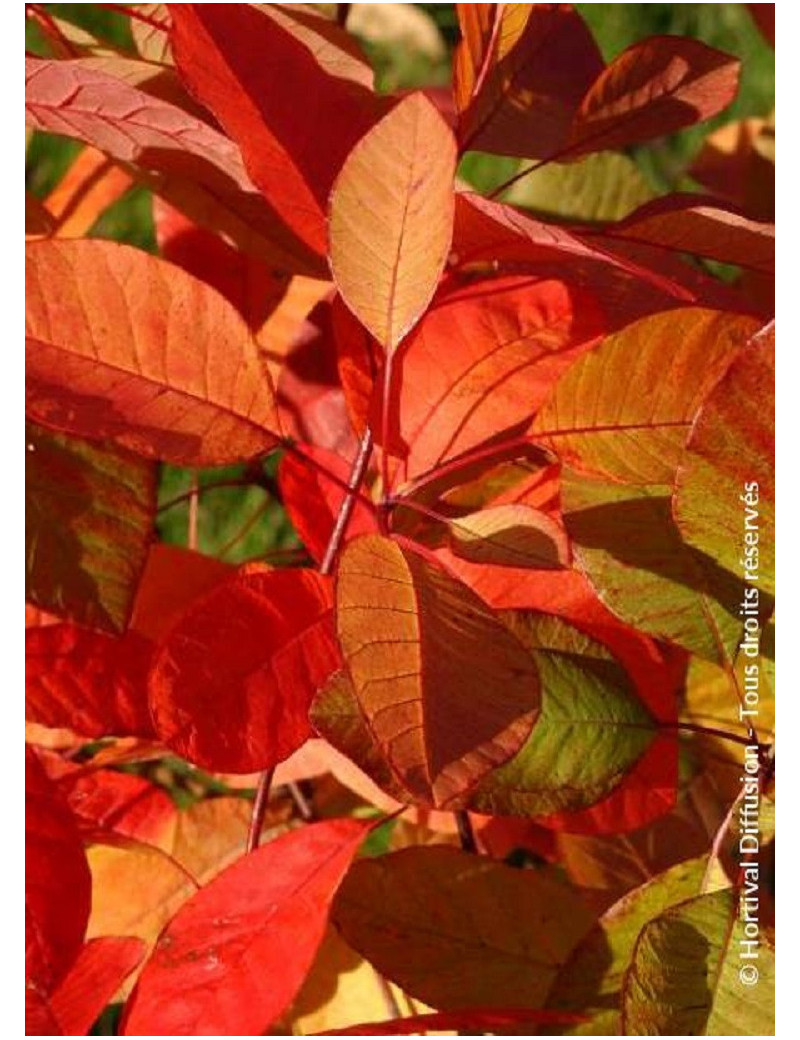 COTINUS coggygria FLAME