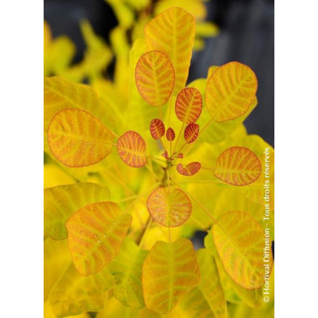 COTINUS coggygria GOLDEN LADY