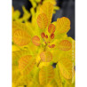 COTINUS coggygria GOLDEN LADY