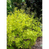 COTINUS coggygria GOLDEN LADY