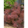 COTINUS coggygria GRACE