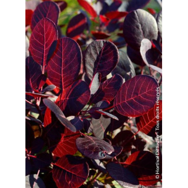 COTINUS coggygria LILLA