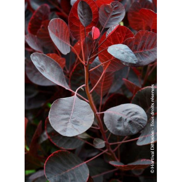 COTINUS coggygria LILLA