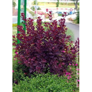 COTINUS coggygria ROYAL PURPLE