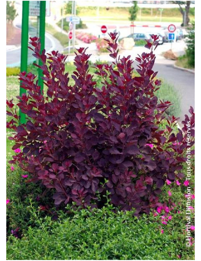 COTINUS coggygria ROYAL PURPLE