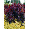 COTINUS coggygria ROYAL PURPLE