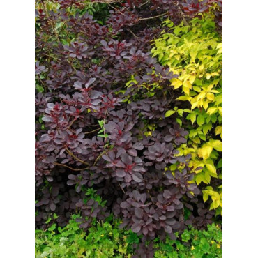 COTINUS coggygria ROYAL PURPLE