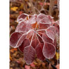 COTINUS coggygria ROYAL PURPLE