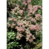 COTINUS coggygria