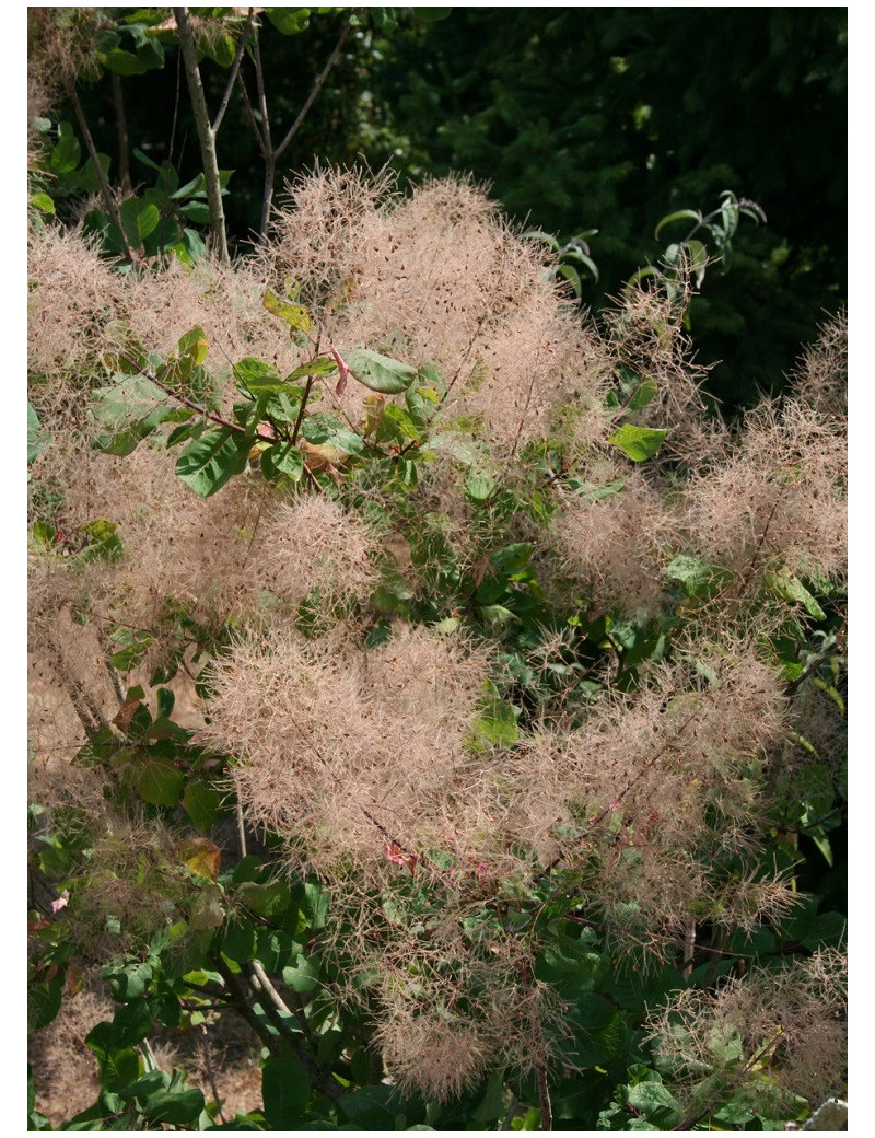 COTINUS coggygria