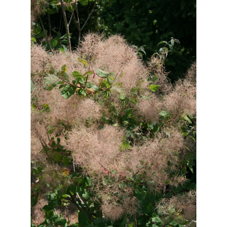 COTINUS coggygria