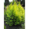 SALIX udensis GOLDEN SUNSHINE