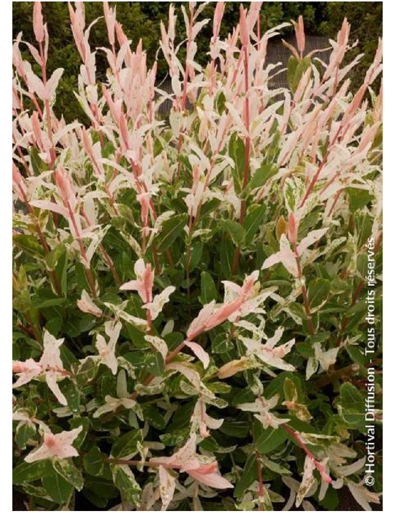 SALIX integra HAKURO-NISHIKI