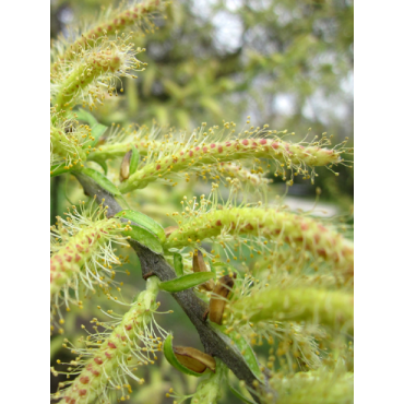 SALIX alba