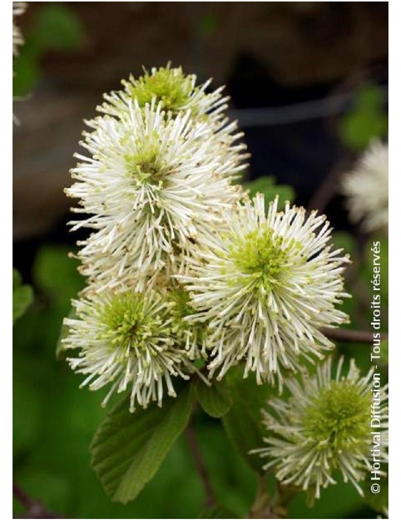 FOTHERGILLA major