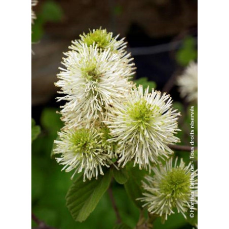 FOTHERGILLA major