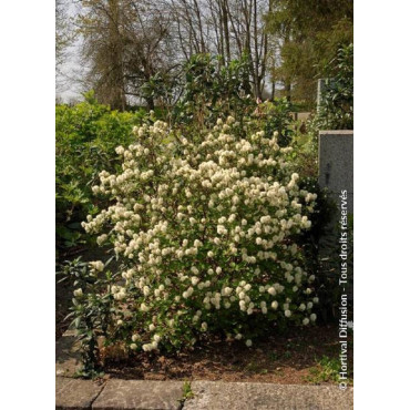 FOTHERGILLA major