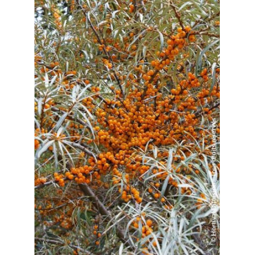 HIPPOPHAE rhamnoides