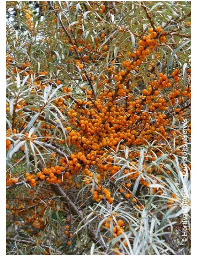 HIPPOPHAE rhamnoides