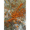 HIPPOPHAE rhamnoides