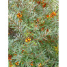 HIPPOPHAE rhamnoides