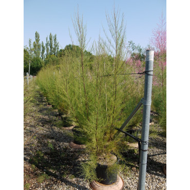 TAMARIX En pot de 15-20 litres