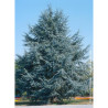 CEDRUS atlantica GLAUCA