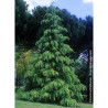 CEDRUS deodara