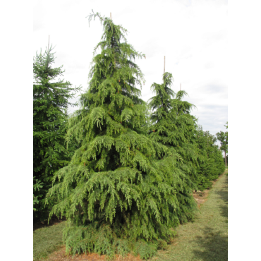 CEDRUS deodara