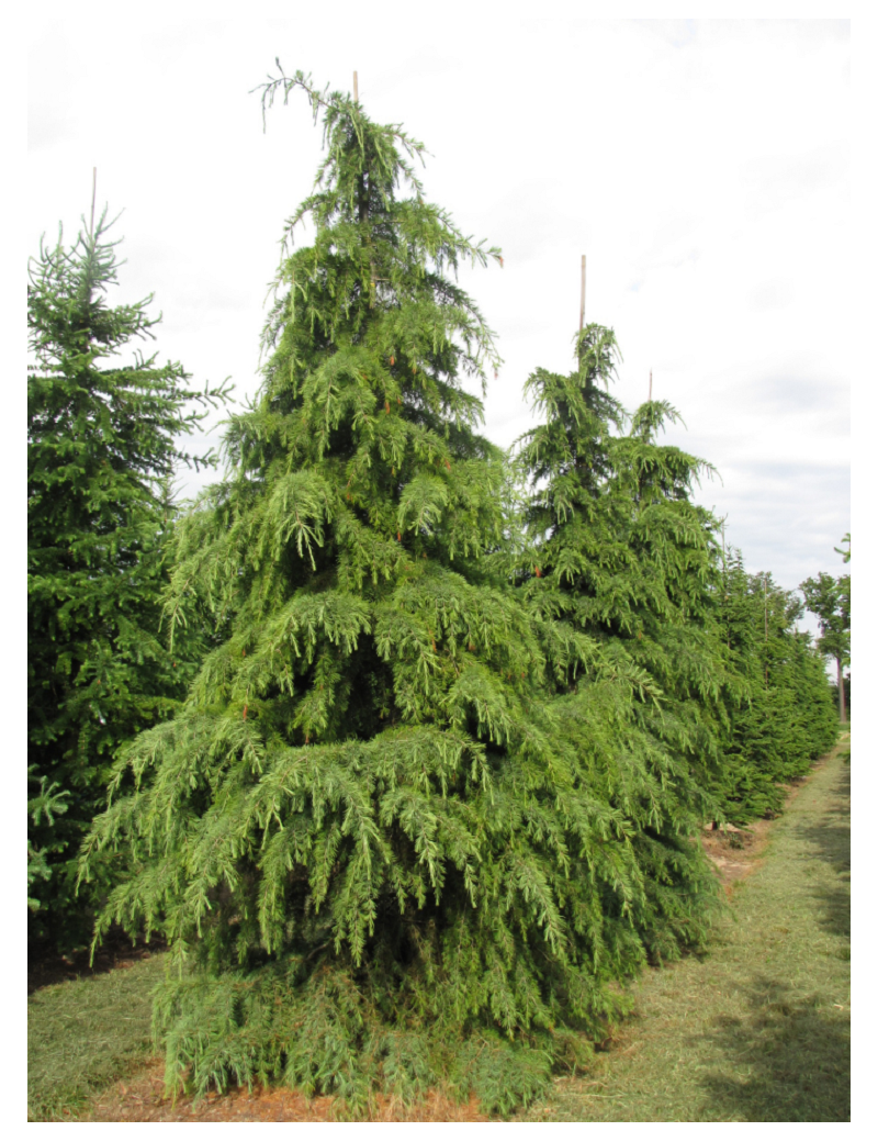 CEDRUS deodara