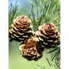 CEDRUS deodara