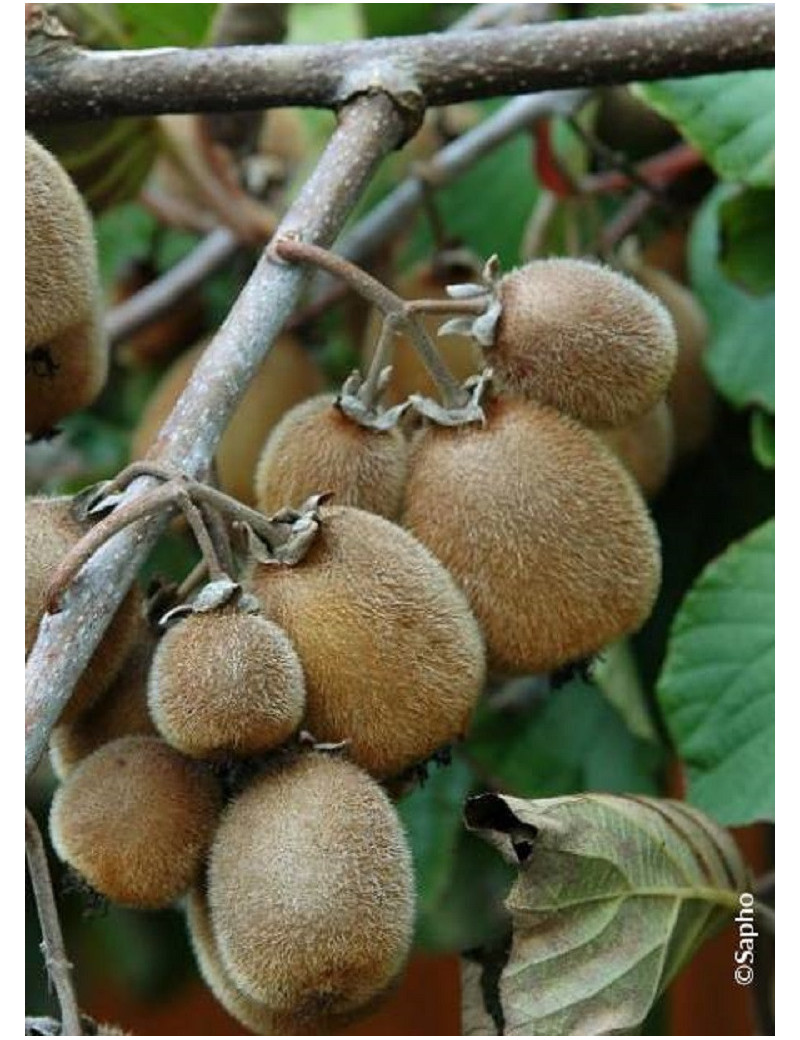 KIWI autofertile SOLOSSIMO