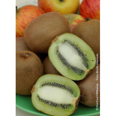 KIWI femelle HAYWARD