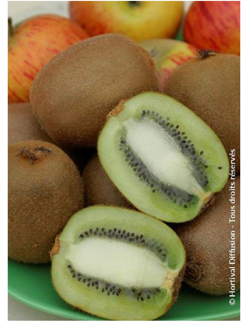 KIWI femelle HAYWARD