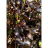 PITTOSPORUM tenuifolium TOM THUMB