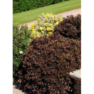 PITTOSPORUM tenuifolium TOM THUMB