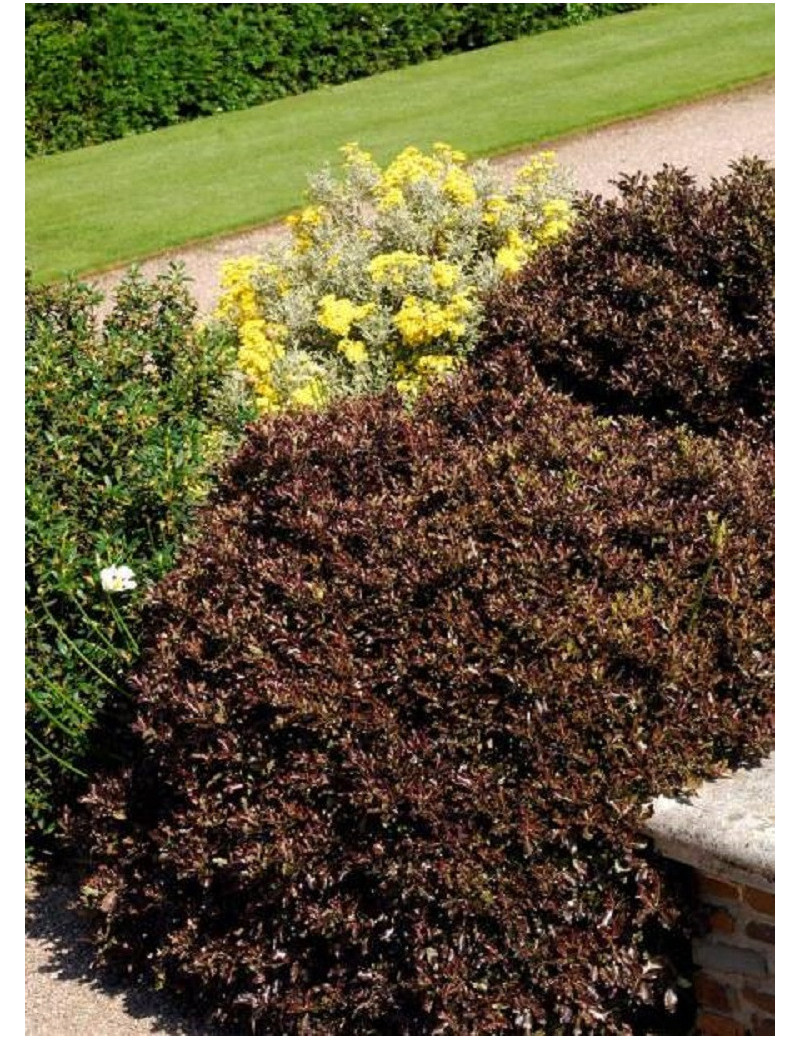 PITTOSPORUM tenuifolium TOM THUMB