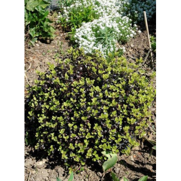 PITTOSPORUM tenuifolium TOM THUMB