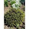 PITTOSPORUM tenuifolium TOM THUMB