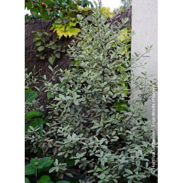 PITTOSPORUM tenuifolium ELIZABETH