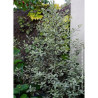 PITTOSPORUM tenuifolium ELIZABETH