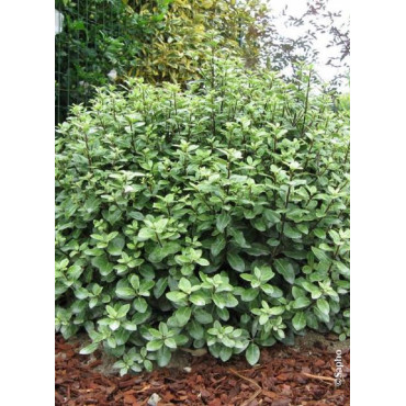 PITTOSPORUM tenuifolium GOLF BALL