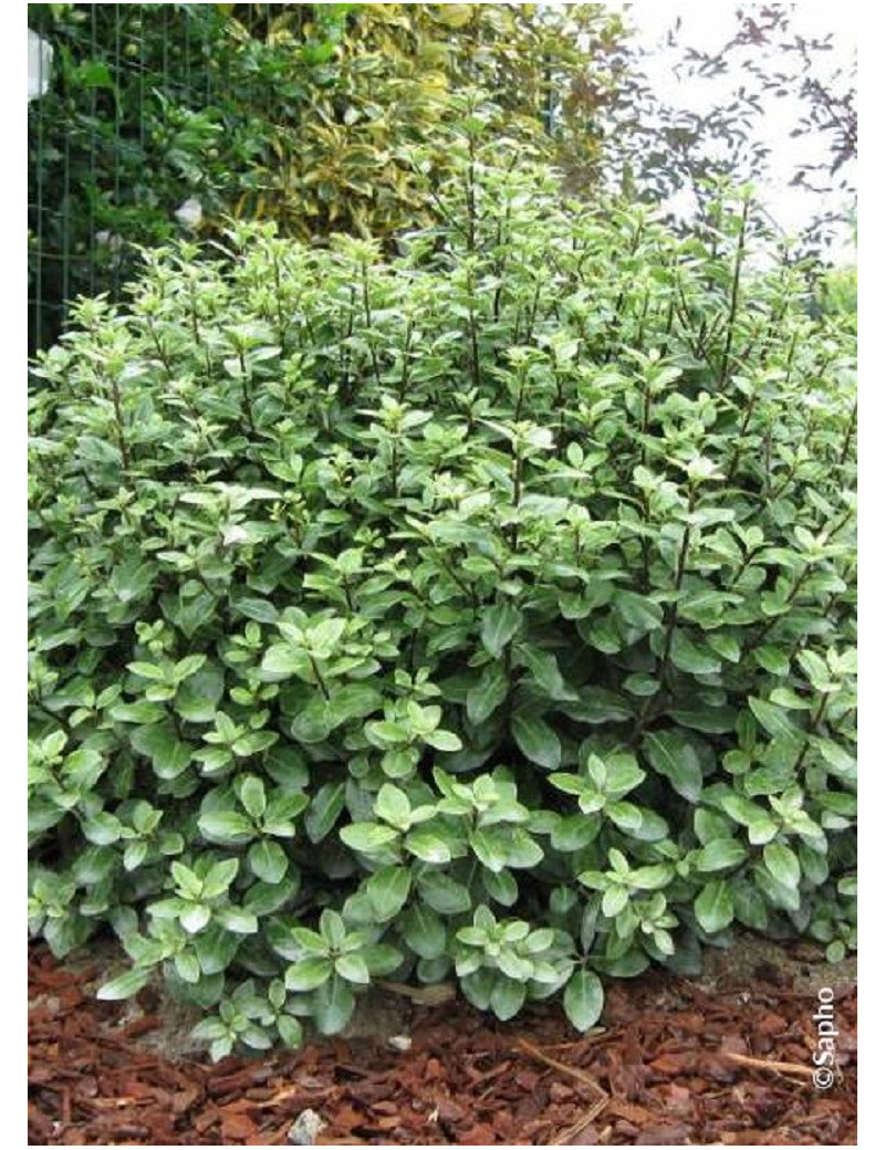 PITTOSPORUM tenuifolium GOLF BALL