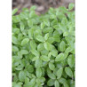 PITTOSPORUM tenuifolium GOLF BALL