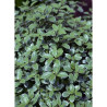 PITTOSPORUM tenuifolium SILVER BALL cov