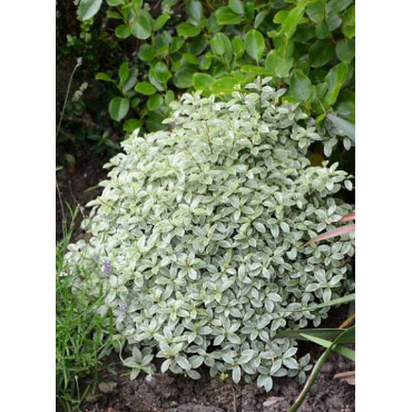 PITTOSPORUM tenuifolium SILVER BALL cov