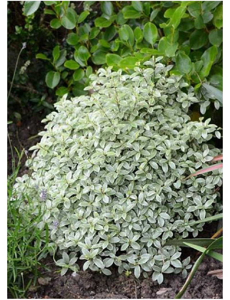 PITTOSPORUM tenuifolium SILVER BALL cov