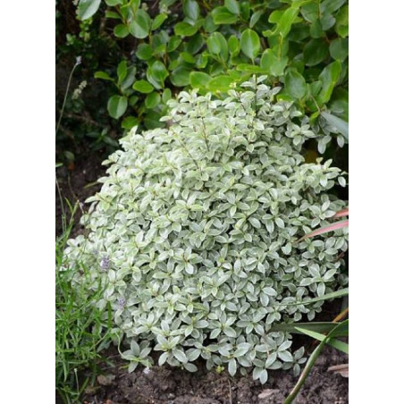 PITTOSPORUM tenuifolium SILVER BALL cov