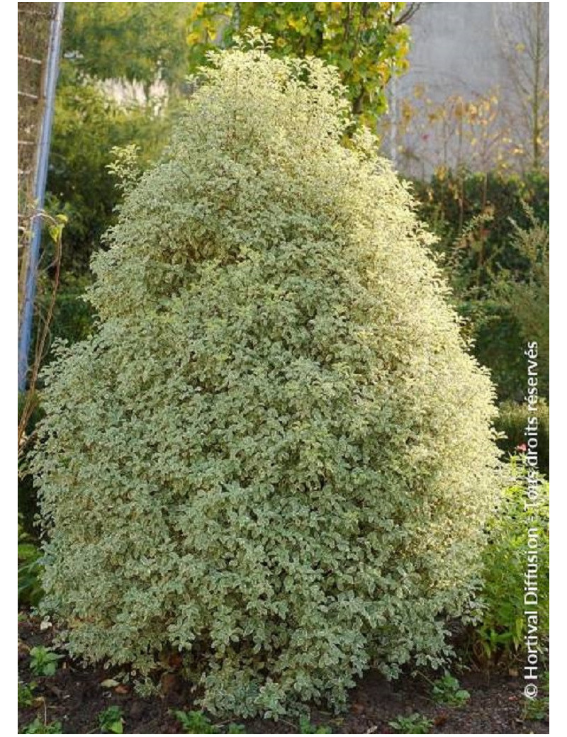 PITTOSPORUM tenuifolium VARIEGATUM