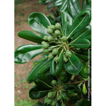 PITTOSPORUM tobira